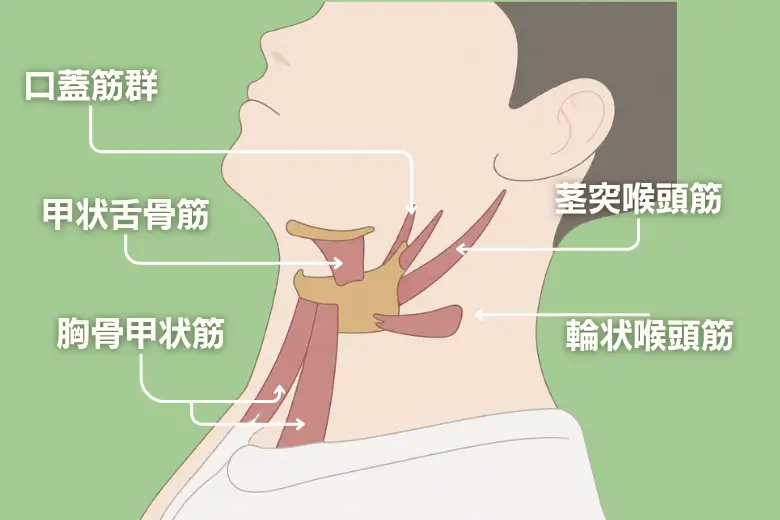 口蓋筋群、甲状舌骨筋、胸骨甲状筋、茎突喉頭筋、輪状喉頭筋などの発声筋肉の解剖図のイラスト