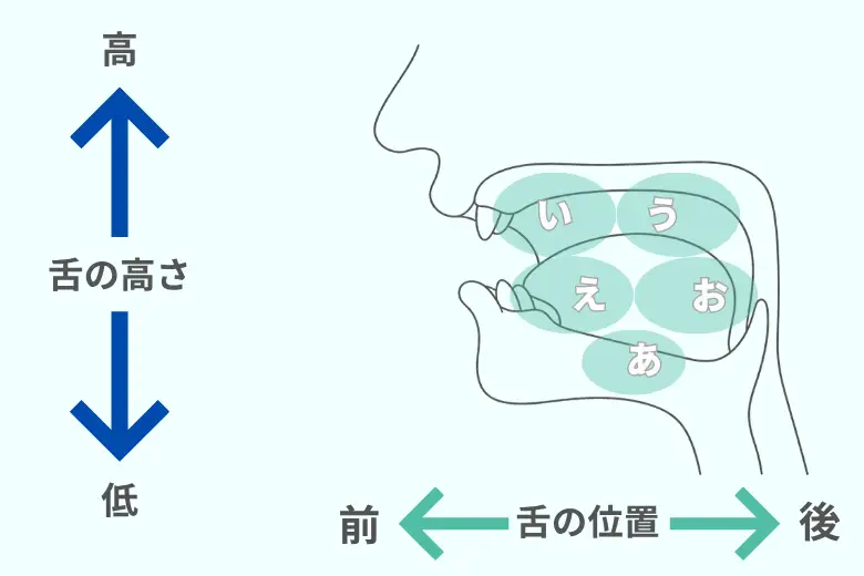 舌の高さの高低、 舌の位置の前後のイラスト