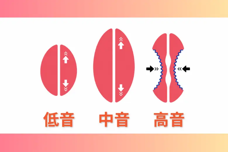低音、中音、高音。声帯の動きや筋肉の働きを示すボイストレーニング解説図