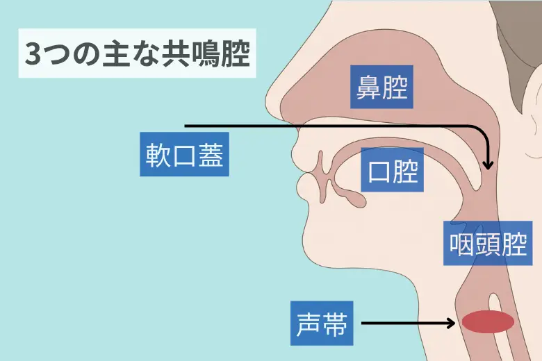 3つの主な共鳴腔。鼻腔、口腔、咽頭腔、軟口蓋、声帯などのイラスト。正しい発声方法を学ぶための図解